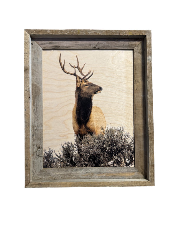 Elk Head Turn - FRAMED 11x14 Wood Print