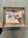 Snowy Big Horn Sheep- FRAMED 8x10 wood print