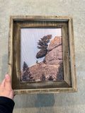 Moose Tree- FRAMED 8x10 wood print