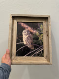 Great Gray Owl- FRAMED 8x10 wood print