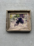 Black Bear in Rain- FRAMED 8x10 wood print