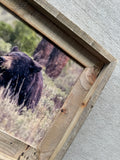 Black Bear in Rain- FRAMED 8x10 wood print