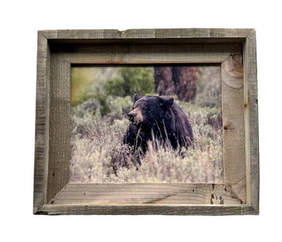 Black Bear in Rain- FRAMED 8x10 wood print