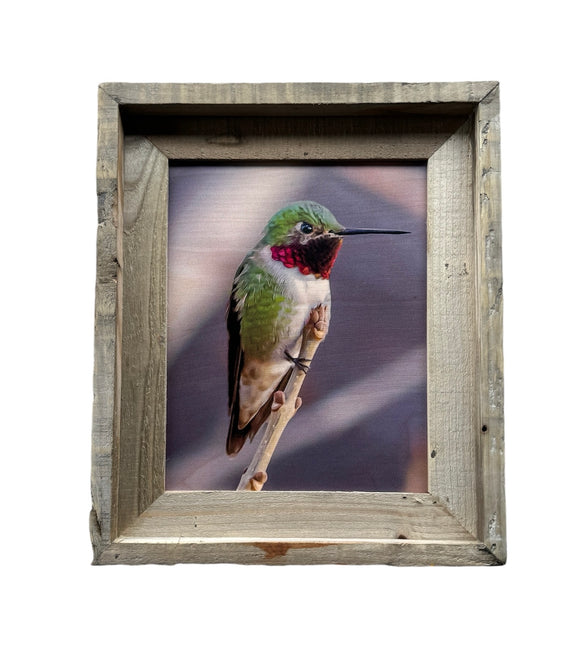 Anna's Hummingbird- FRAMED 8x10 wood print