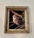 Great Gray Owl- FRAMED 8x10 wood print