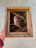 Great Gray Owl- FRAMED 8x10 wood print