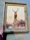 Elk Stare Down - FRAMED 11x14 Wood Print