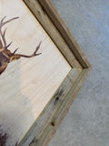 Elk Stare Down - FRAMED 11x14 Wood Print