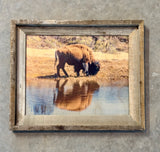 Bison Reflection - FRAMED 11x14 Wood Print