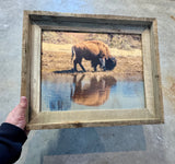 Bison Reflection - FRAMED 11x14 Wood Print