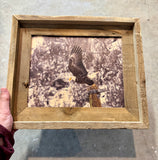 Eagle Take Off- FRAMED 8x10 wood print