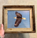 Flying Eagle- FRAMED 8x10 wood print