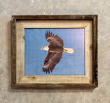 Flying Eagle- FRAMED 8x10 wood print