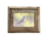 Broad Tailed Hummingbird- FRAMED 5x7 Wood Print