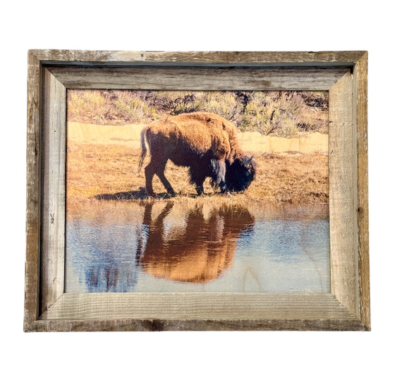 Bison Reflection - FRAMED 11x14 Wood Print