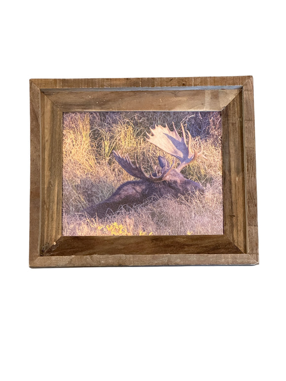 Napping Moose- FRAMED 8x10 wood print