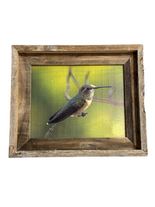 Hummingbird- FRAMED 8x10 wood print